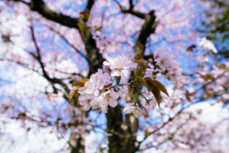 cherry blossoms in spring hokkaido
