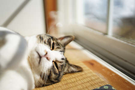 one cat near the windowの写真素材