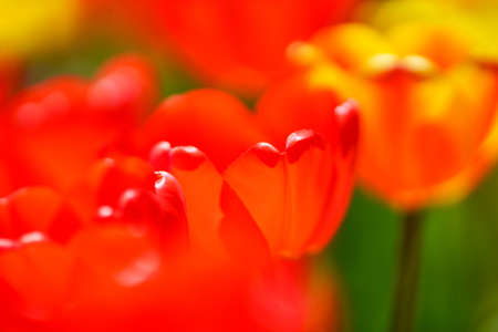 colorful tulip field in summer
