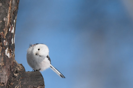 long tailed tit in winterの写真素材