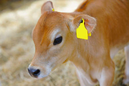 young brown swiss in pastureの写真素材