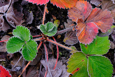 frost grass in winter morningの写真素材