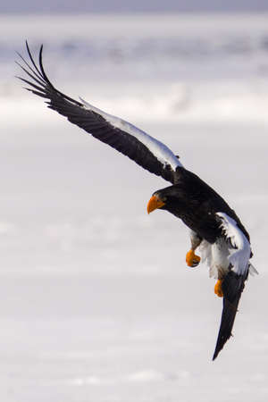 Steller's sea eagle in winter hokkadioの写真素材