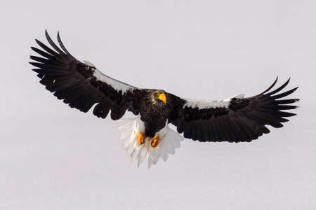 Steller's sea eagle in winter hokkadio