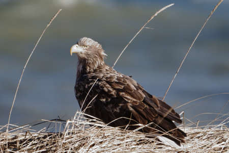 white tailed eagle in nest