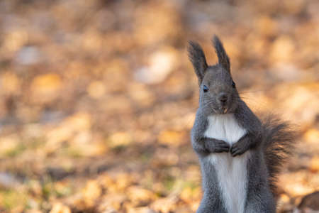 one squirrel in autumn hokkaido