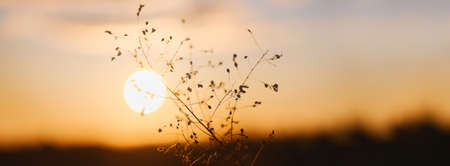 plant nad sunrise in winter