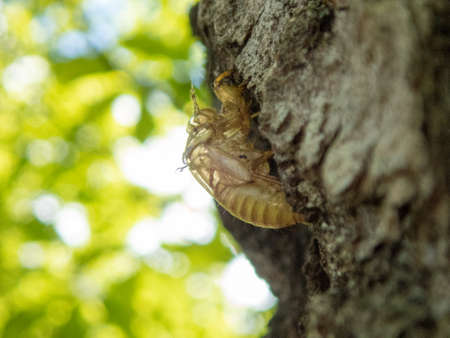 cicafa shell on tree in summerの写真素材
