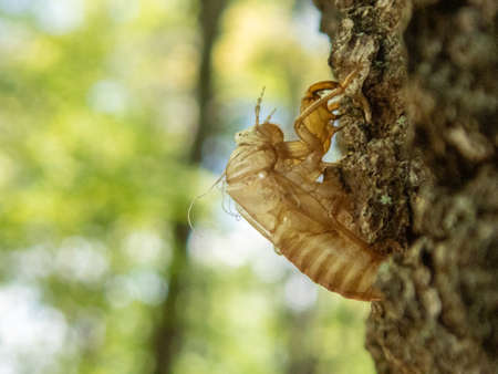 cicafa shell on tree in summerの写真素材
