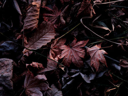 fallen leaves in winter hokkaido