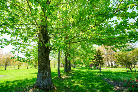 green forest in summer hokkaidoの写真素材