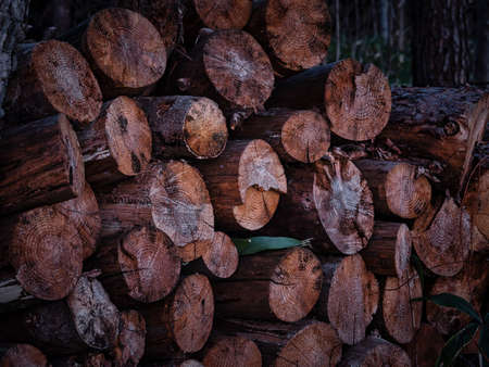 many firewood in winter hokkaidoの写真素材