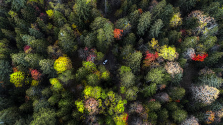 autumn leaves from drone view