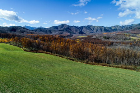 windproof foerst in autumn hokkaidoの写真素材