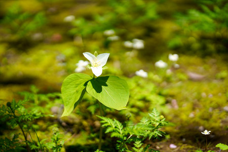 Trillium camschatcense in spring hokkaidoの写真素材