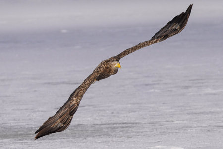white tailed eagle in winter