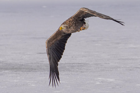 white tailed eagle in winter