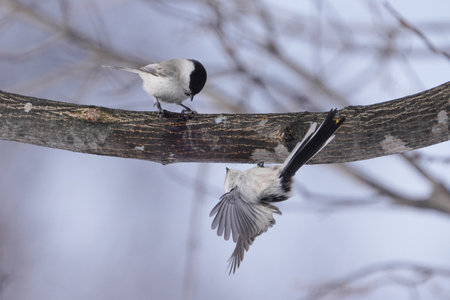 long tailed tit in winterの写真素材