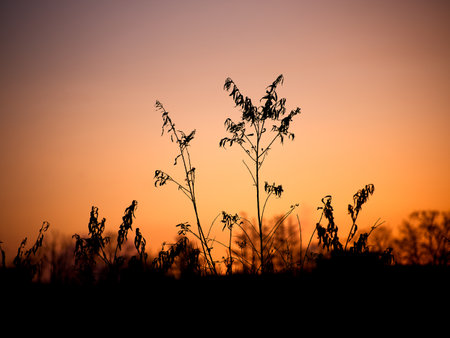sunrise and plant in winterの写真素材