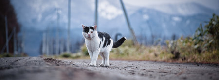 stray cat in winter countrysideの写真素材