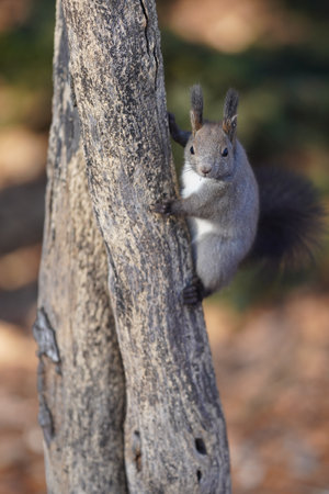 one squirrel in winter hokkaidoの写真素材