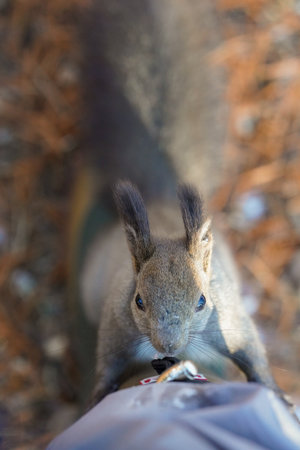 one squirrel in winter hokkaido