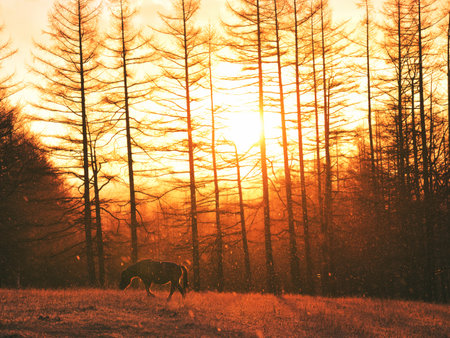 horse and sunrise in hokkaidoの写真素材