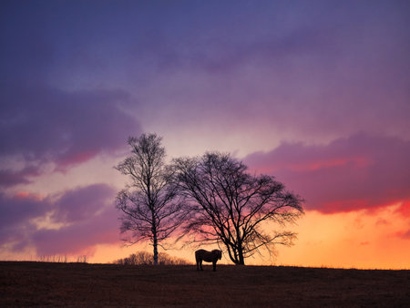 horse and tree in early morningの写真素材