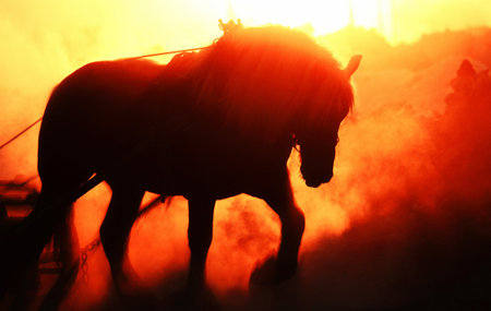 horse training in winter morningの写真素材