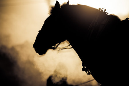 horse training in winter morningの写真素材