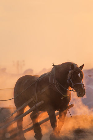 horse training in winter morningの写真素材