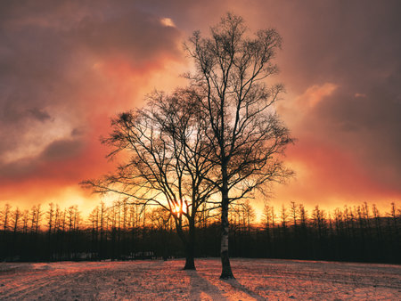 tree and sunrise in winter