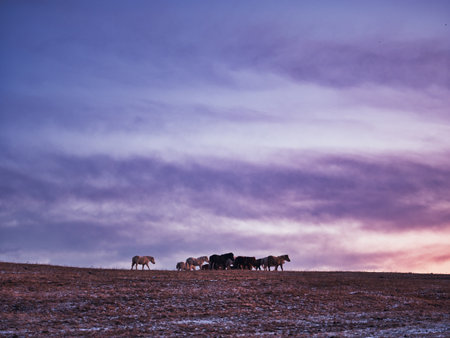 horse in early morning hokkaidoの写真素材