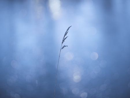 plant and sunrise in winterの写真素材