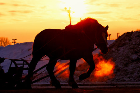 horse training in winter morningの写真素材