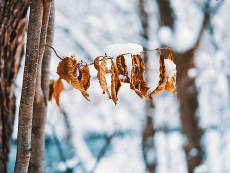 dead leaf in winter hokkaidoの写真素材