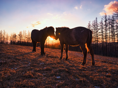 two horses and sunrise in winterの写真素材