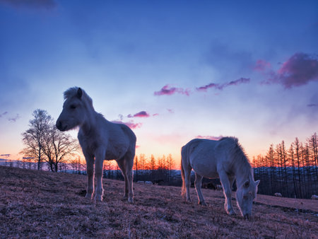 two horses and sunrise in winterの写真素材