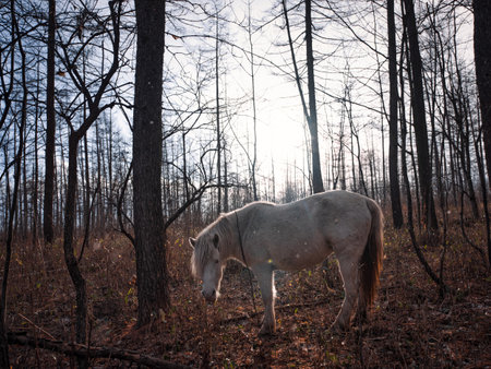 horse in winter forest japanの写真素材