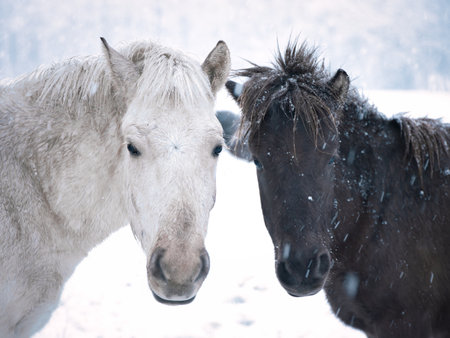 horse in winter hokkaido japanの写真素材