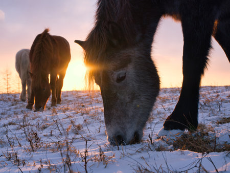 horse and sunrise in hokkaidoの写真素材