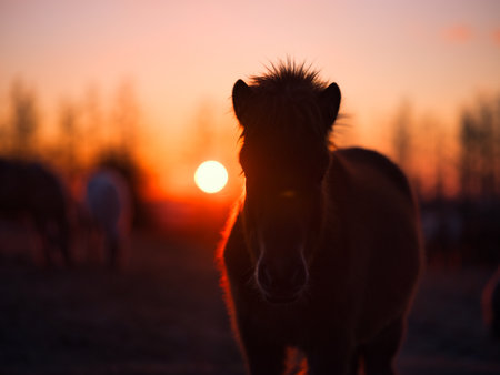 horse and sunrise in hokkaidoの写真素材