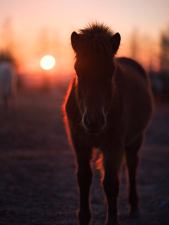horse and sunrise in hokkaidoの写真素材