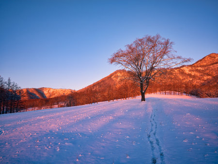 dead tree and sunrise in winterの写真素材