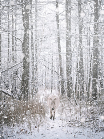 white horse in snowy forestの写真素材
