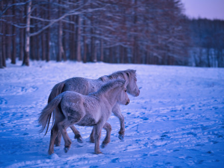 running white horses in winterの写真素材