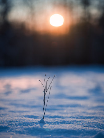 plant and sunrise in winterの写真素材