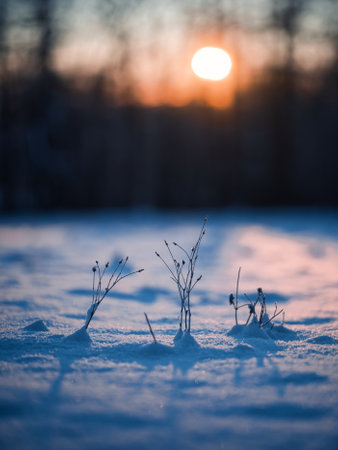 plant and sunrise in winterの写真素材