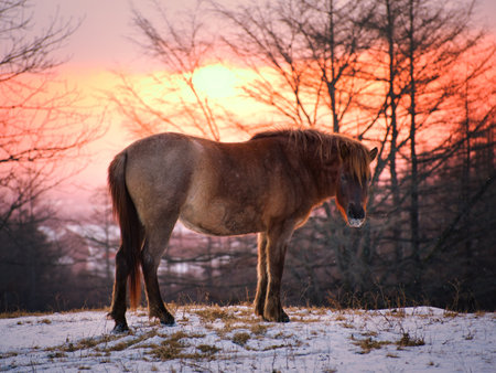 horse and sunrise in hokkaidoの写真素材