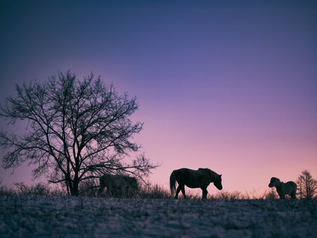 horse in early morning hokkaidoの写真素材